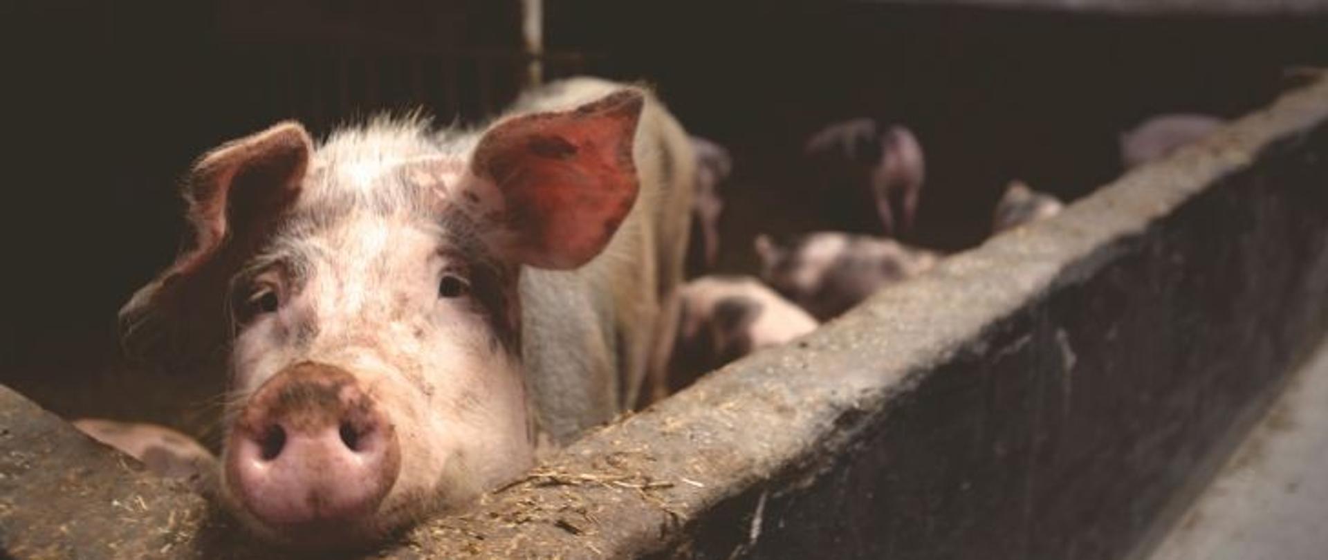 Zdjęcie świnki w chlewie