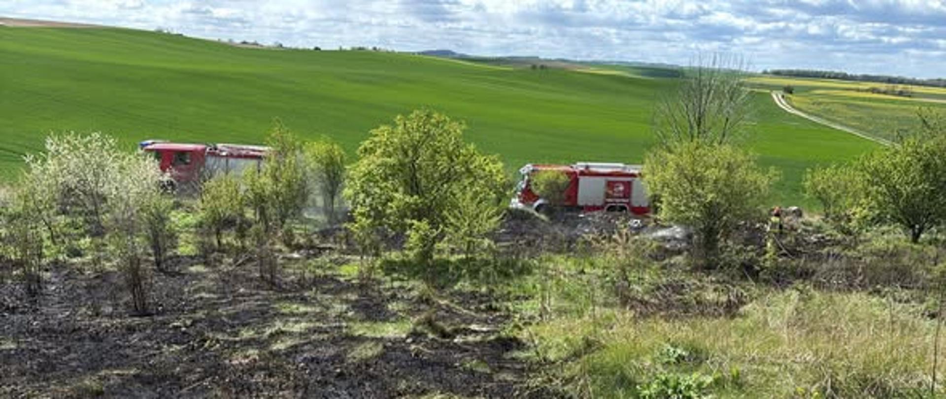 Pożar nieużytków w Strzelcach Opolskich