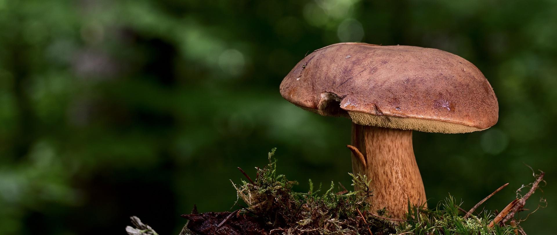 Zdjęcie przedstawiające grzyba jadalnego rosnącego w lesie