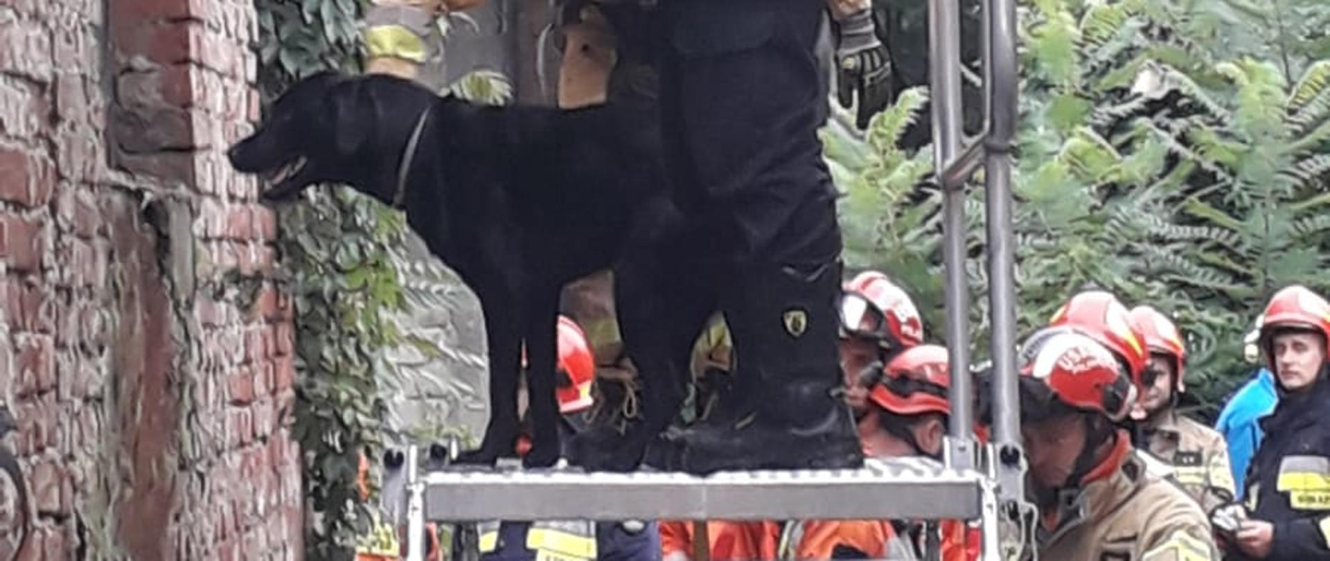 Na zdjęciu widać podest ratowniczy na którym stoi dwóch strażaków tj. mężczyzna i kobieta pomiędzy nimi pies tropiący koloru czarnego przygotowany do wejścia do wewnątrz budynku w celu poszukiwania ewentualnych osób poszkodowanych.