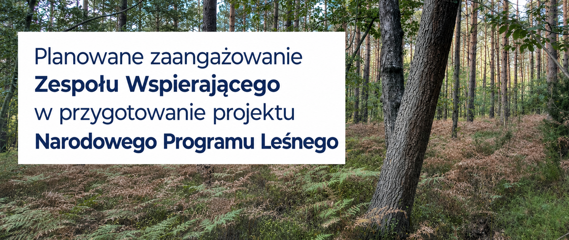 Planowane zaangazowanie Zespołu Wspierającego w przygotowanie projektu NPL