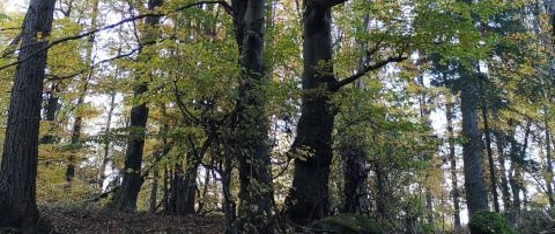 Jak spędzić czas wolny w rezerwacie przyrody „Góra Ślęża” w zgodzie z naturą