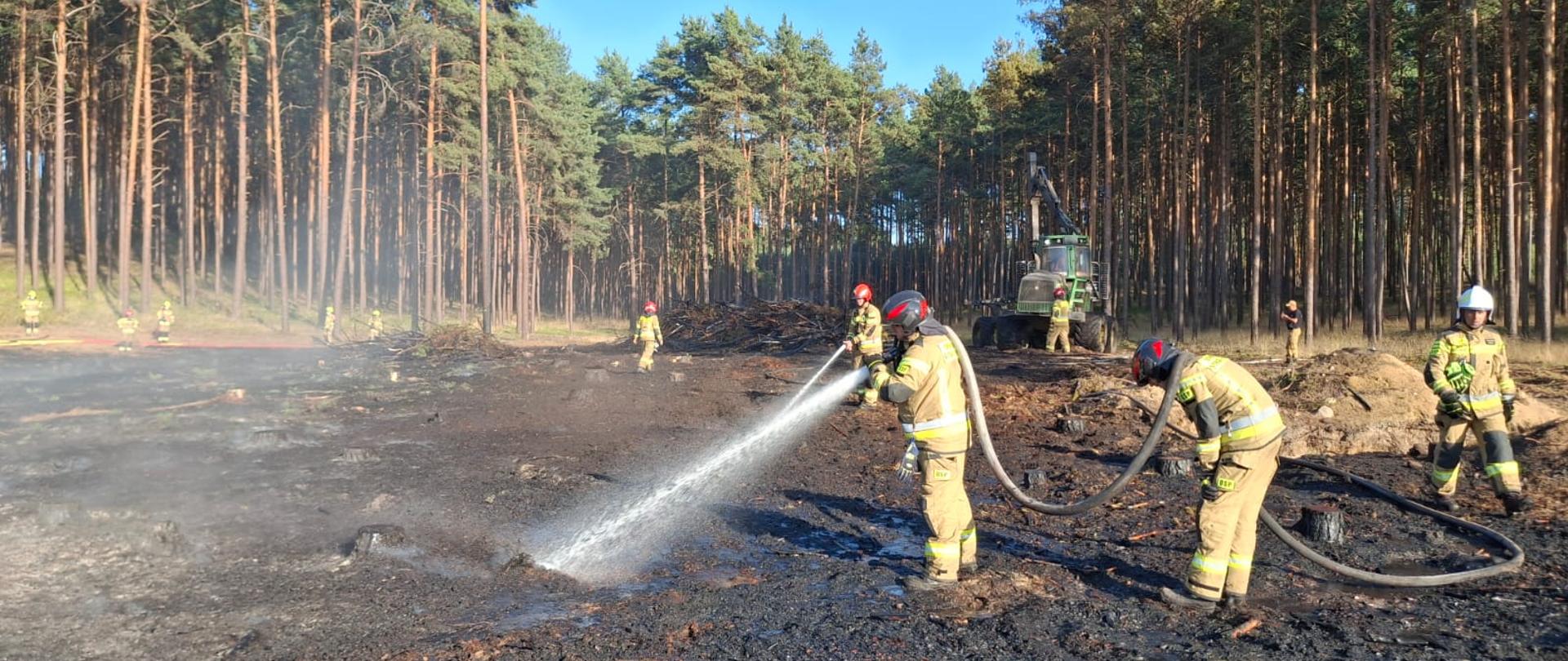 Strażacy gaszący ściołę w lesie