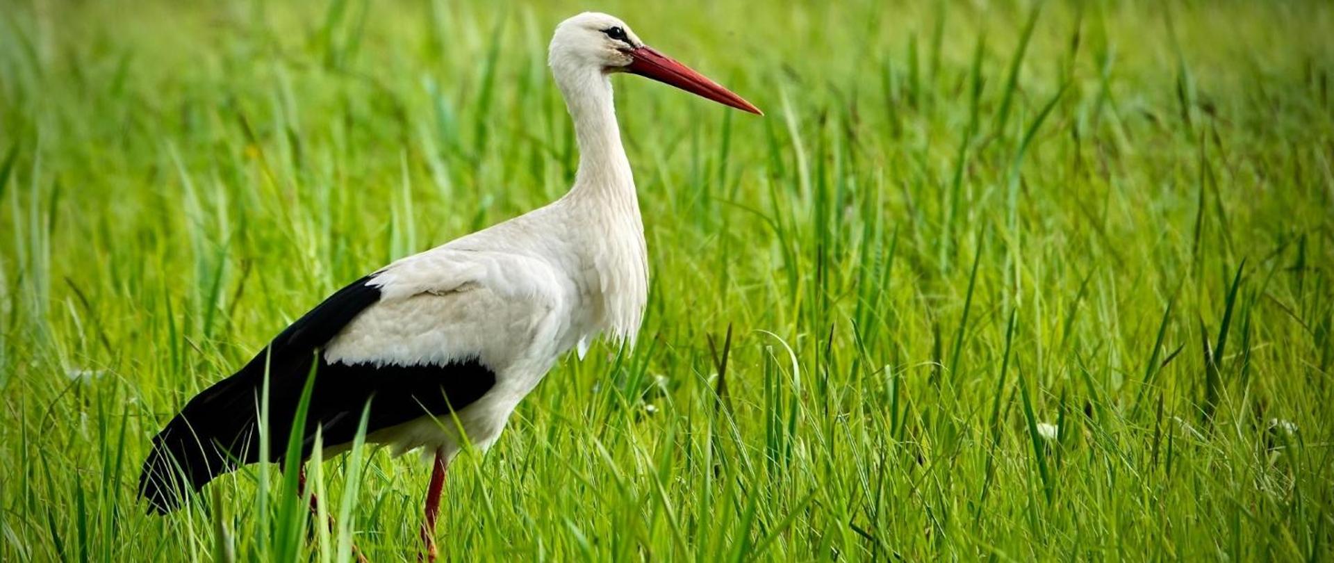 Zdjęcie przedstawiające bociana białego