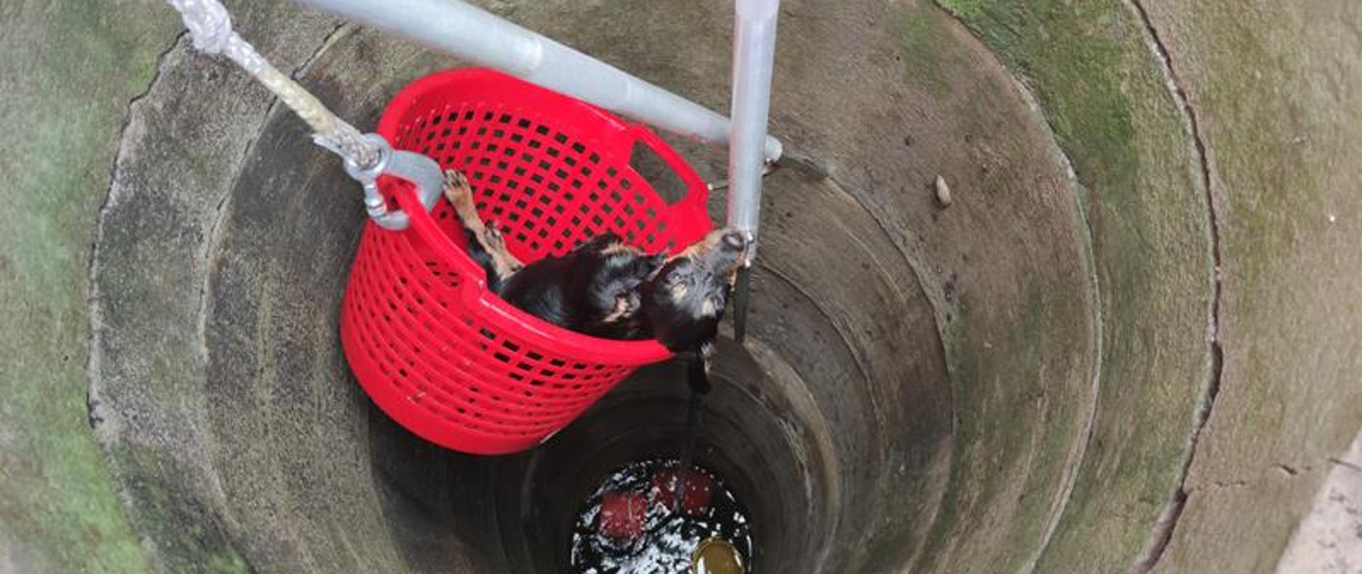 Działania ratownicze podczas zdarzenia z uwięzionym psem.