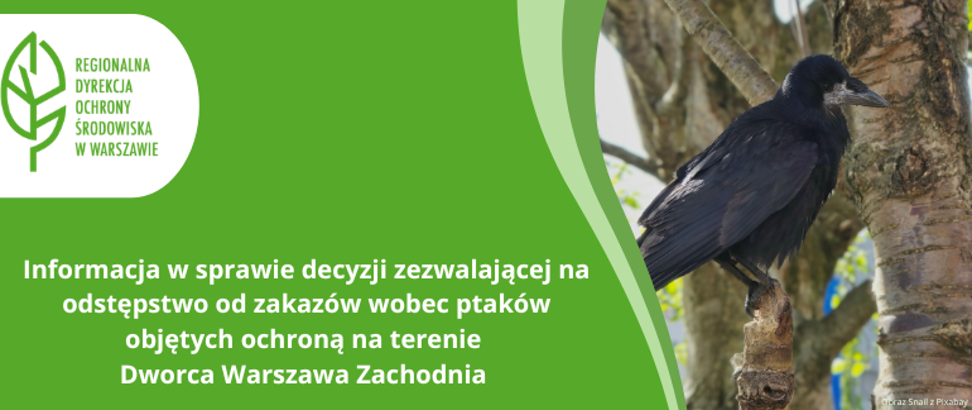Czarny ptak na drzewie, gawron, na zielonym tle logo i tekst: Informacja w sprawie decyzji na odstępstwo od zakazów wobec ptaków objętych ochroną na terenie Dworca Warszawa Zachodnia