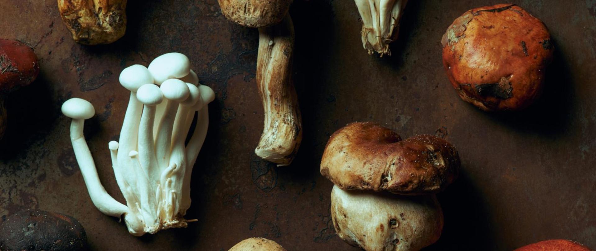 Na zdjęciu są różnego rodzaju grzyby.