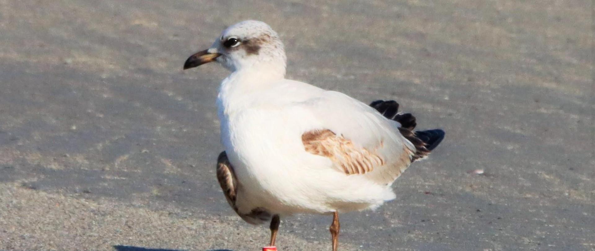 Urodzona na Ptasiej Beczce mewa czarnogłowa zaobserwowana w Portugalii