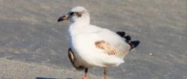 Urodzona na Ptasiej Beczce mewa czarnogłowa zaobserwowana w Portugalii
