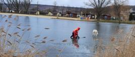 Strażak w skafandrze suchym w asekuracji sań lodowych próbuje dotrzeć do wychłodzonego psa na zalodzonym zalewie wodnym