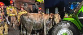 W efekcie trwających ponad trzy godziny działań byk został uwolniony