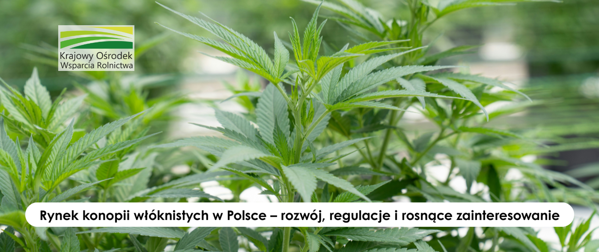 konopie_włóknistwe_www