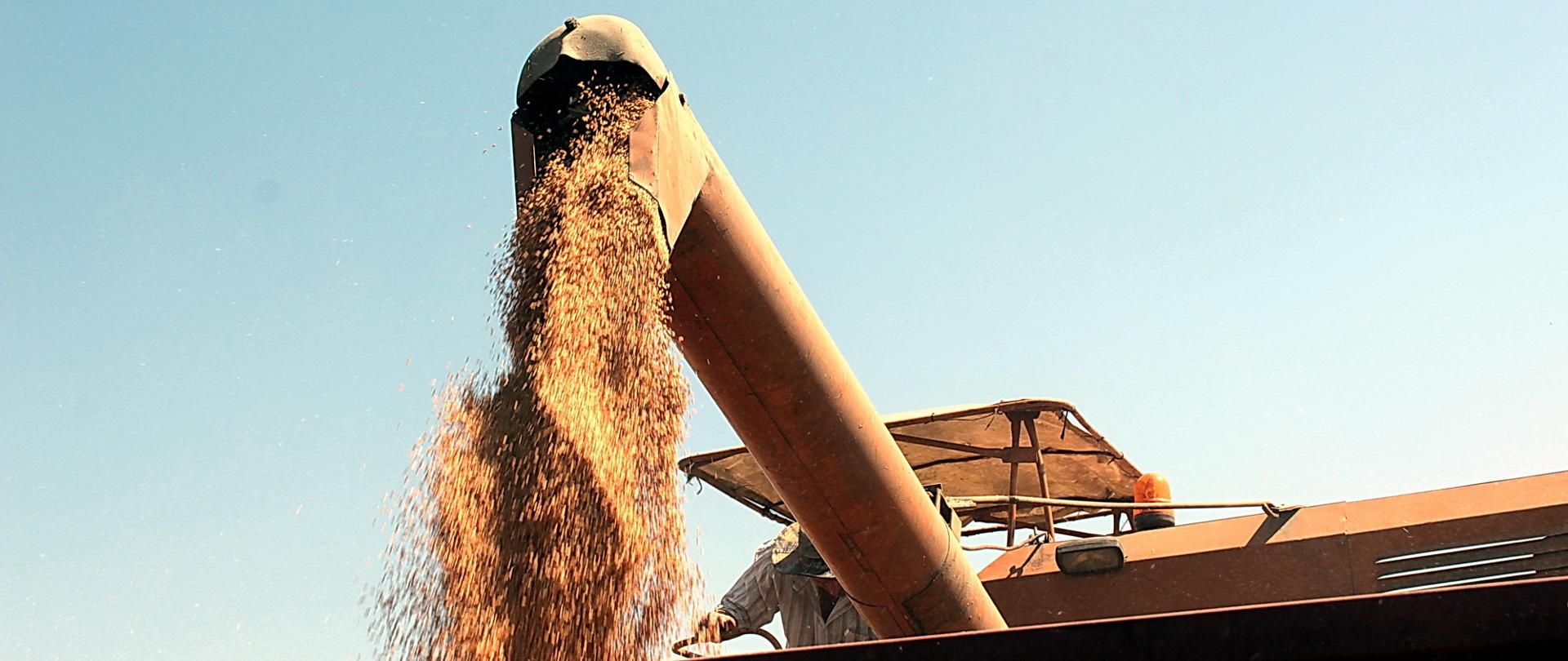 Widok sypiącego się z kombajna zboża