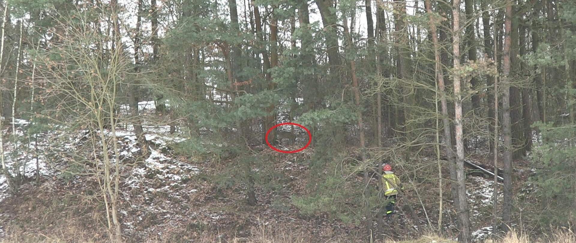 Uwięziona sarna oraz strażak podchodzący do niej aby ją uwolnić 