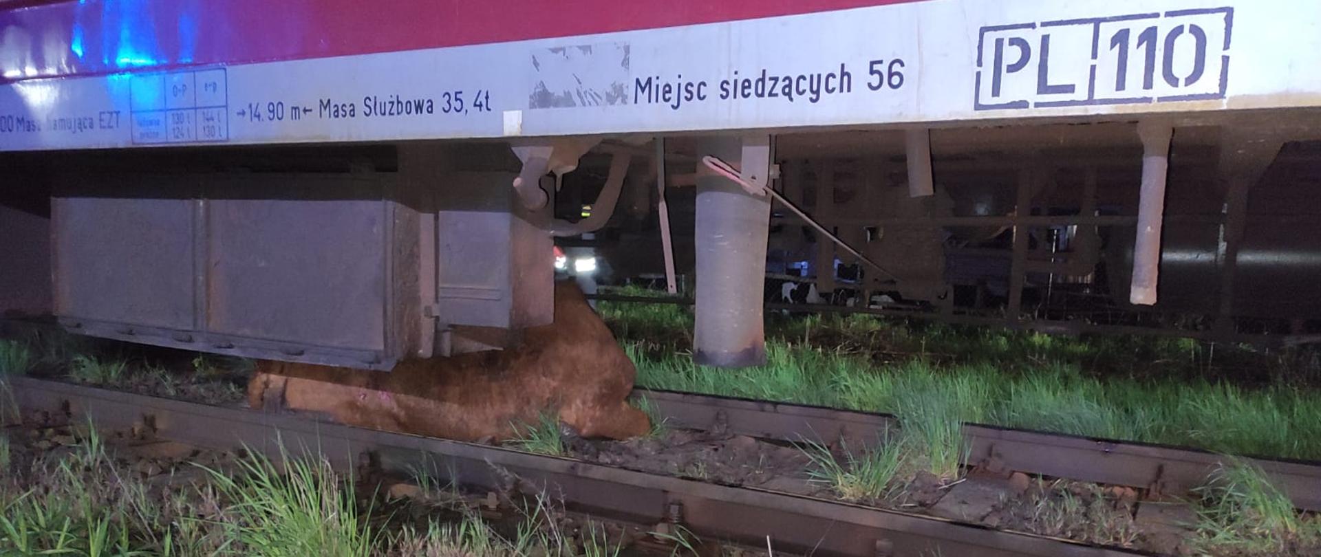 Na zdjęciu widać krowę znajdującą się pod wagonem pociągu pasażerskiego. 