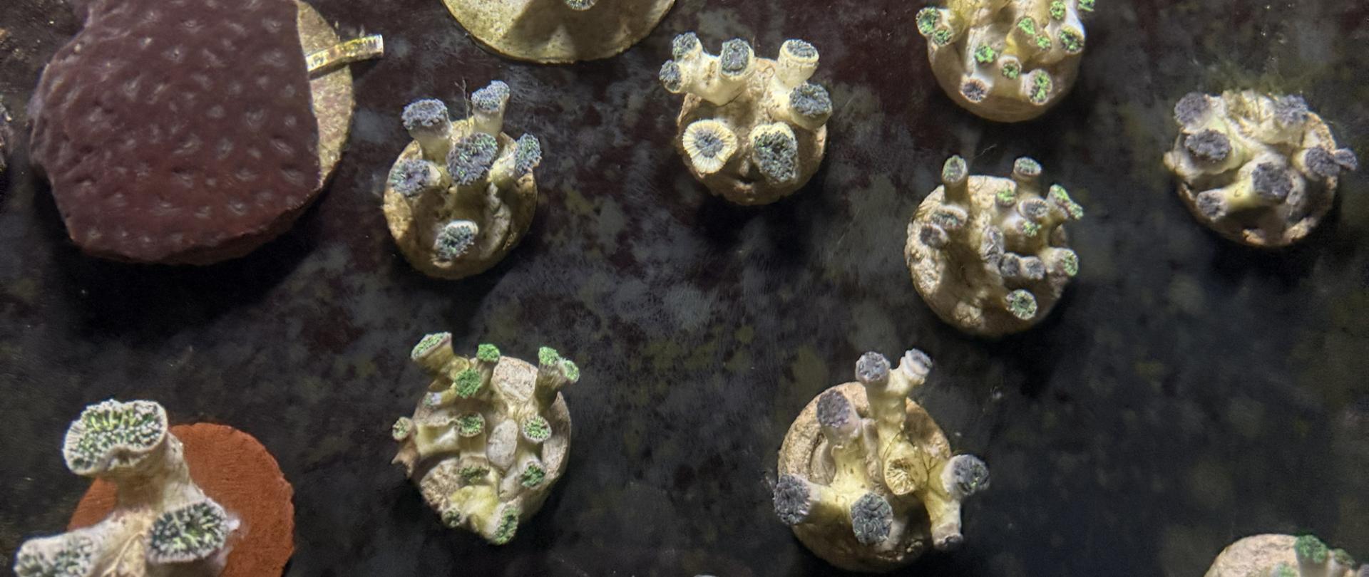 Zbliżenie na liczne fragmenty koralowców rafotwórczych rozmieszczone w wodnym zbiorniku, przygotowane do aklimatyzacji i dalszej opieki w warunkach kontrolowanych.