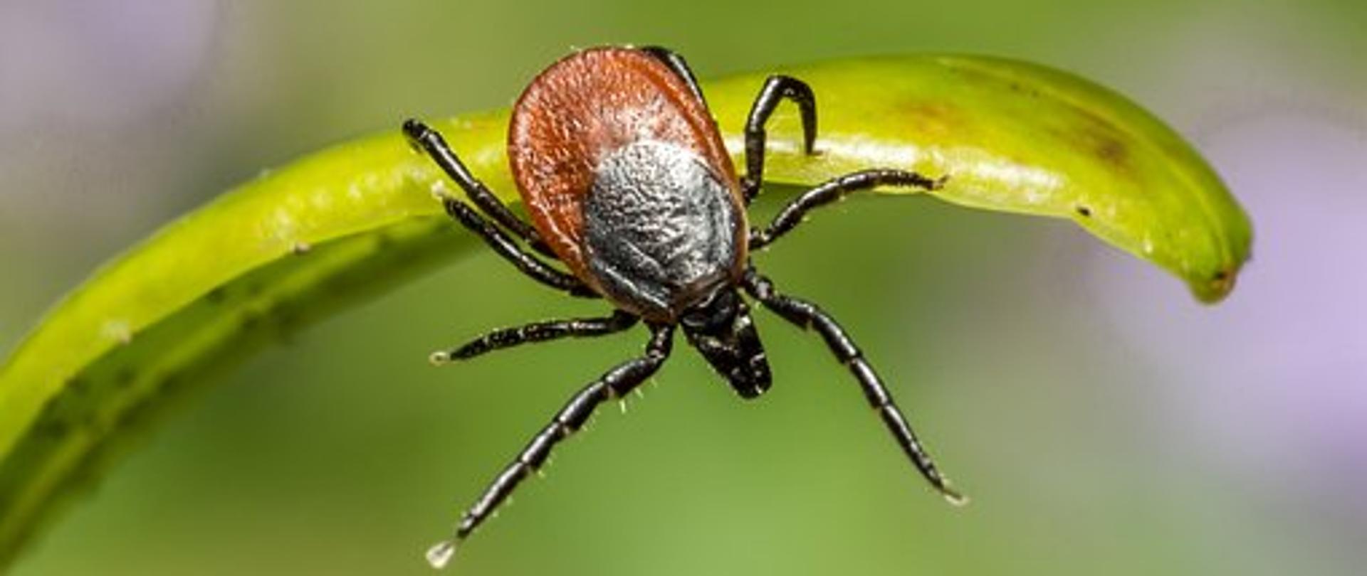 Kleszcz na źdźble trawy