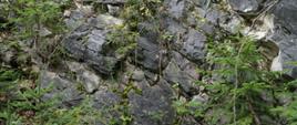 8210 wapienne ściany skalne ze zbiorowiskami Potentilletalia caulescentis 