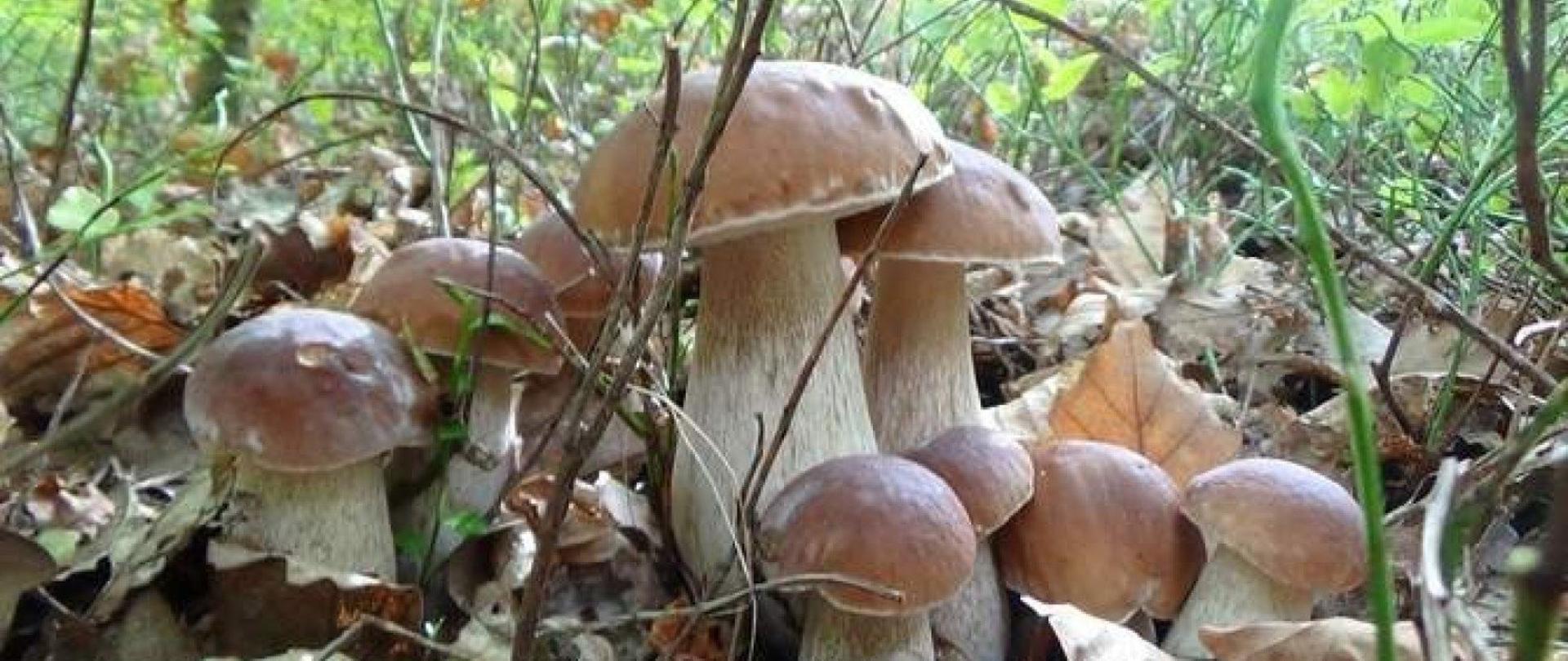 Kilka pięknych borowików rosnących na polance