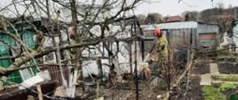 Na zdjęciu wykonanym na ogrodach działkowych pomiędzy drzewkami, w centrum znajdują resztki palącej szklarni oraz strażacy, którzy ją gaszą.