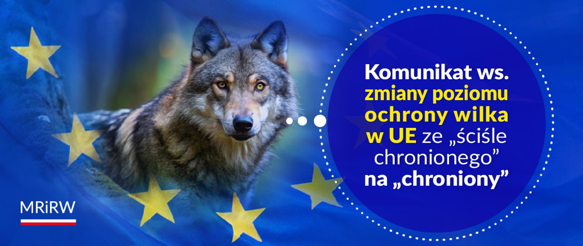 Wilki ze ściśle chronionych na chronione