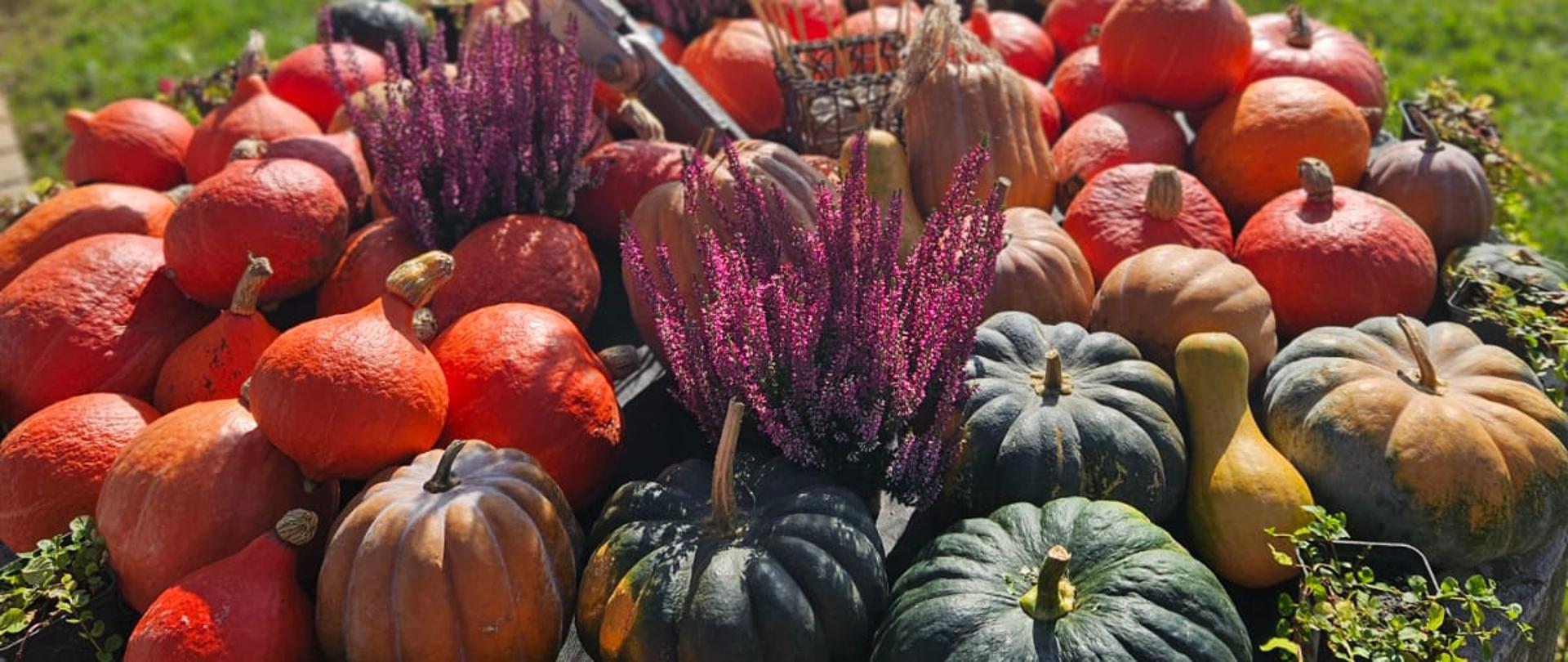 różnokolorowe dynie