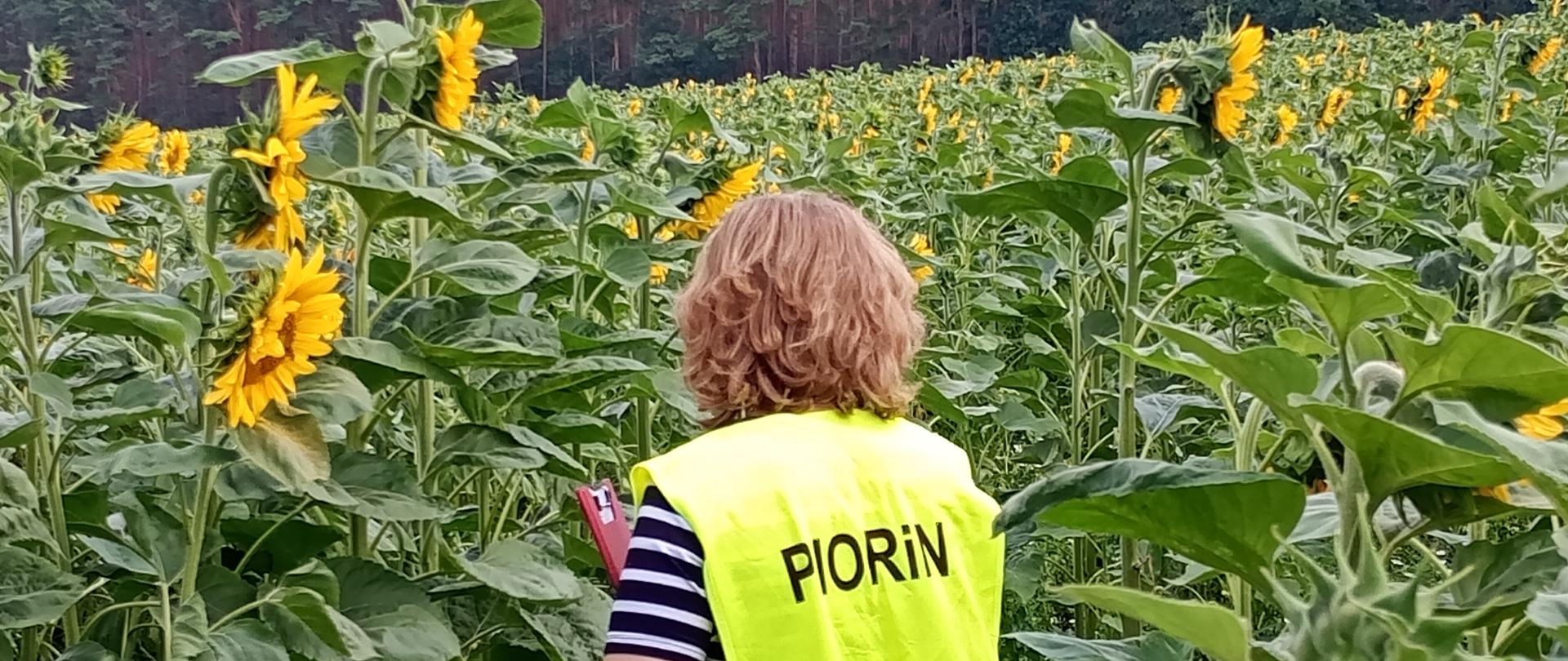 Inspektor - kobieta, w żółtej kamizelce odblaskowej z napisem „PIORiN” stoi tyłem wśród kwitnących słoneczników i prowadzi kontrolę plantacji. W tle widoczny jest las.