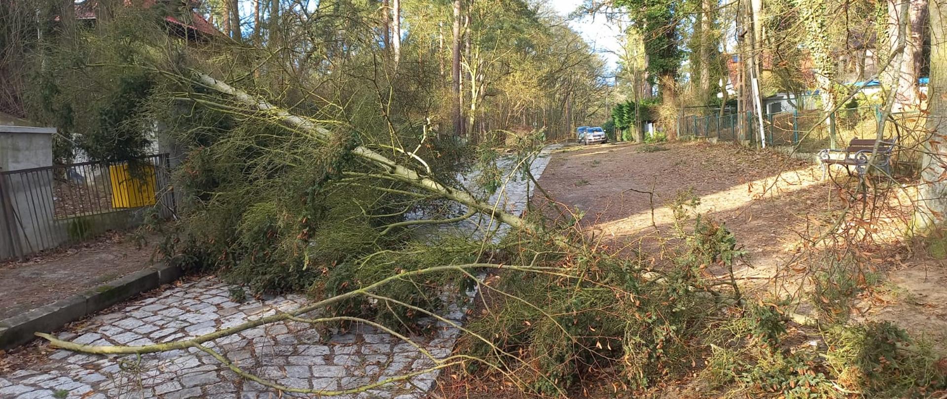Usuwanie skutków silnego wiatru w Szczecinie