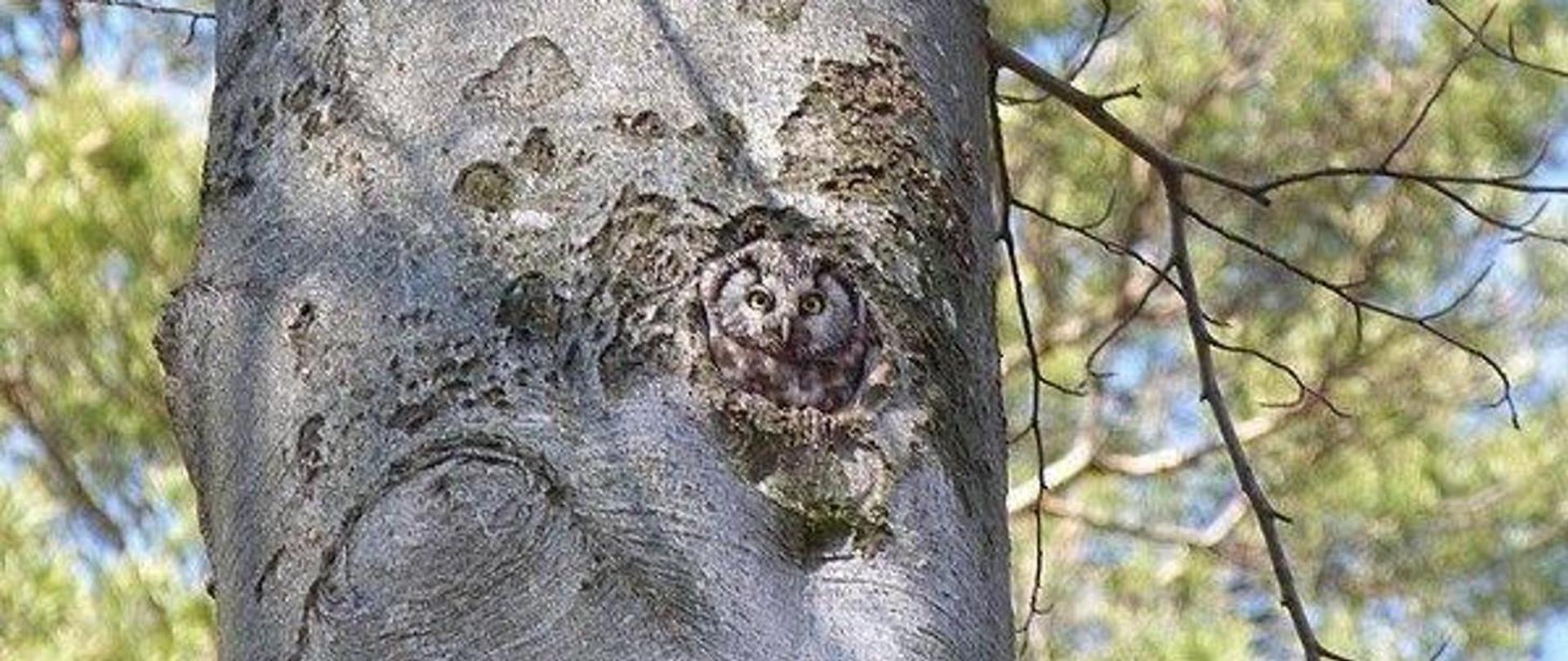 las, pojedyncze drzewo, dziupla, w niej sowa