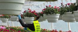 WIORiN w Lublinie O Włodawa inspektorka ocenia stan fitosanitarny uprawy pelargonii