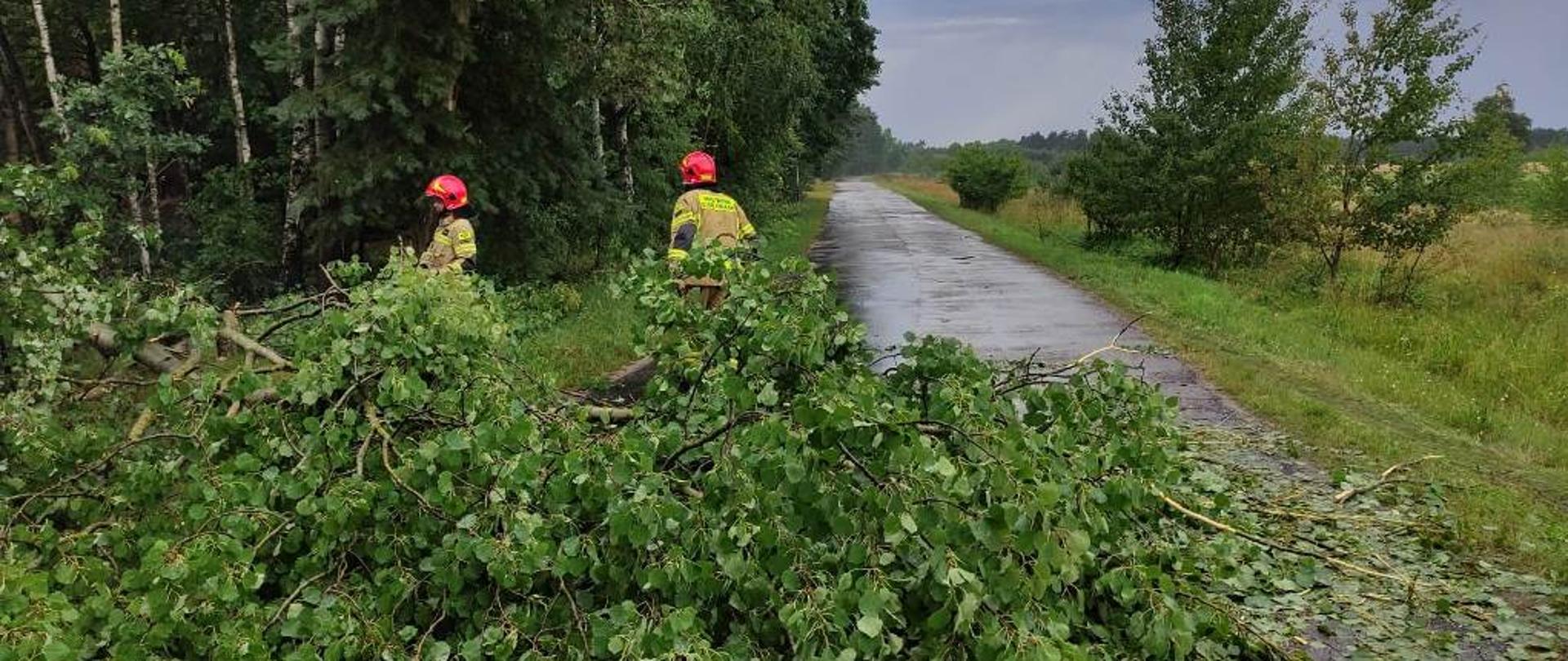 Droga gminna przebiegająca przez kompleks leśny, zablokowana przez powalone drzewo, na pierwszym planie strażacy w ubraniach specjalnych przecinają kłodę