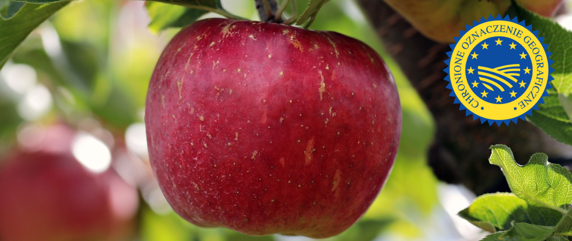 Czerwone jabłko grójeckie na drzewie. W tle po lewej inne jabłko, po prawej gałąź i liście.