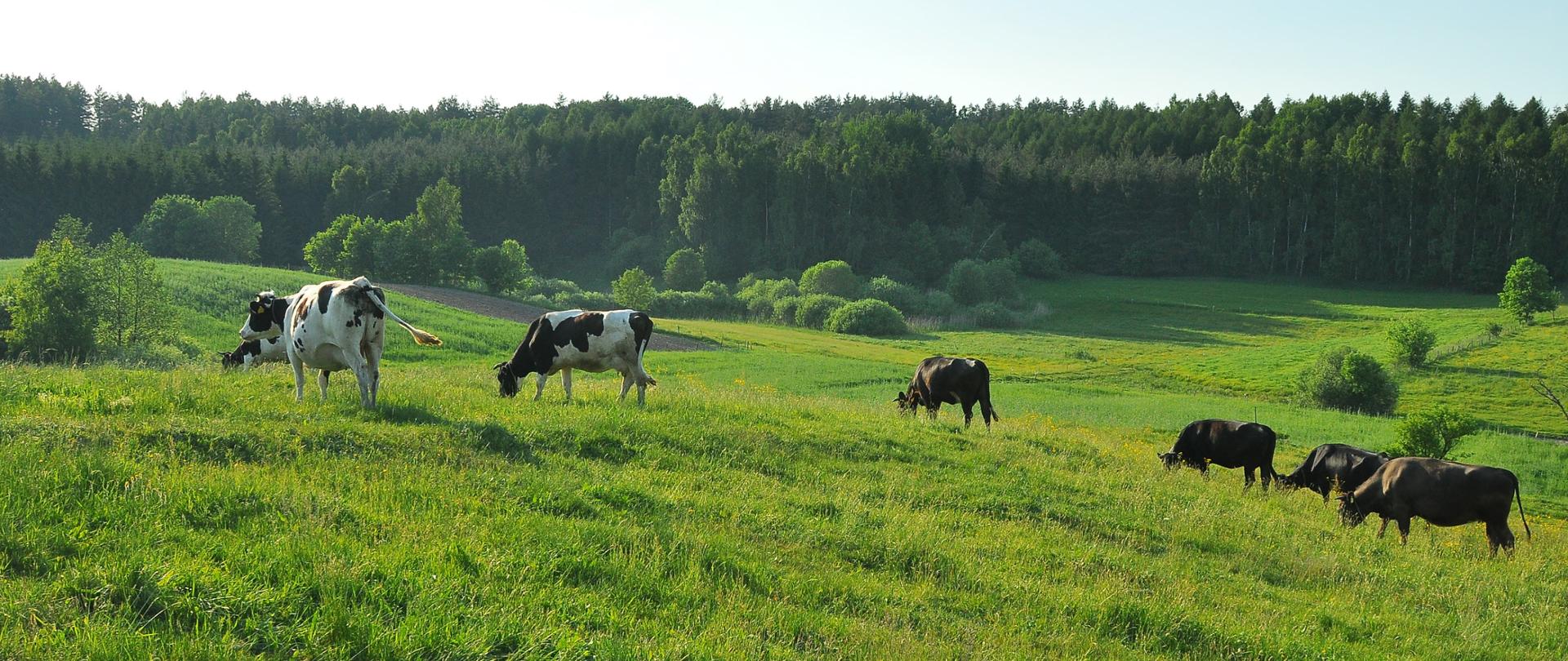 Zdjęcie do artykułu Rolnictwo ekologiczne – czas na złożenie zmian do 31 sierpnia