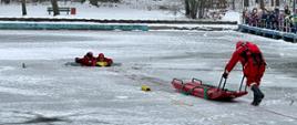 Zdjęcie dokumentuje kluczowe fazy pokazu ratownictwa wodno-lodowego, przeprowadzonego przez strażaków PSP w ramach kampanii „Bezpieczne Ferie 2026”.
Faza 1: Dotarcie do poszkodowanego i zabezpieczenie
Na szerszym ujęciu widać moment, w którym ratownicy znajdują się bezpośrednio przy przeręblu:
Bezpośrednia pomoc: Dwóch ratowników w czerwonych kombinezonach znajduje się w wodzie lub przy jej krawędzi, zabezpieczając osobę poszkodowaną za pomocą żółtej bojki ratunkowej z napisem „RESCUE”.
Przygotowanie transportu: Trzeci ratownik na lodzie manewruje saniami lodowymi, ustawiając je tak, aby umożliwić sprawne podjęcie poszkodowanego z wody na pokład sań.
System liny: Przez taflę lodu przebiega długa, czerwona lina, która łączy zespół ratowniczy z brzegiem, zapewniając stałą kontrolę nad ich pozycją.
Faza 2: Ewakuacja na saniach lodowych
Drugie zdjęcie prezentuje techniki transportu po kruchym lodzie:
Wykorzystanie sań: Ratownicy umieścili „poszkodowanego” na czerwonych saniach lodowych. Jeden z nich leży na saniach wraz z ewakuowaną osobą, stabilizując jej pozycję.
Praca ratownika: Ratownik stojący przy uchwytach sań kontroluje ich bieg, podczas gdy zespół na brzegu (niewidoczny na tym zbliżeniu) przyciąga sprzęt za pomocą liny.
Zabezpieczenie: Wszyscy strażacy operujący na lodzie są wyposażeni w suche skafandry, kaski oraz buty zapewniające przyczepność.
Znaczenie edukacyjne
Oba zdjęcia ukazują, jak duża grupa widzów obserwuje akcję z bezpiecznej odległości na pomoście. Pokazy te wizualizują trudności związane z ratowaniem osób pod którymi załamał się lód, podkreślając, że bez specjalistycznych narzędzi, takich jak sanie lodowe czy kombinezony wypornościowe, taka akcja jest ekstremalnie ryzykowna.