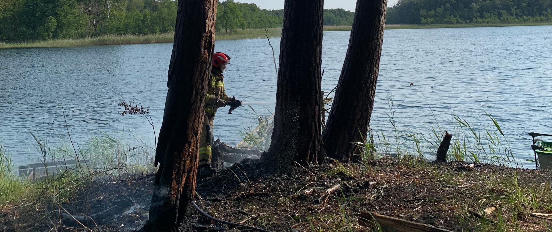Pożar drzew