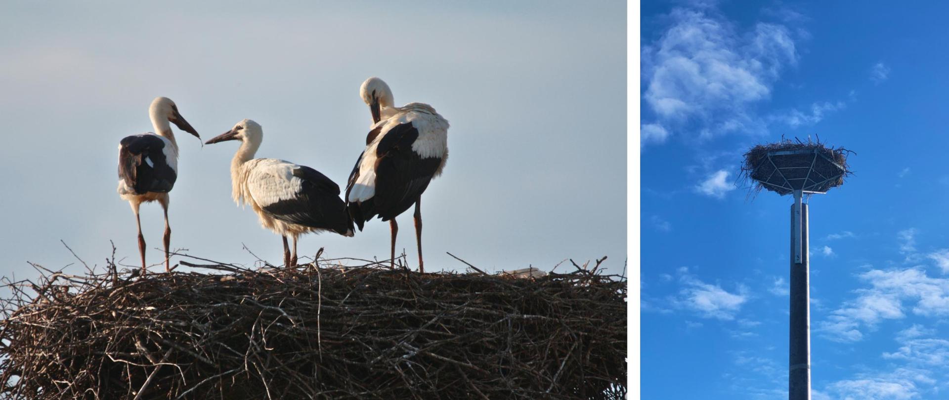 kolaż zdjęć z lewej strony trzy bociany w gnieździe, po prawej stronie zdjęcie na platformę i gniazdo bocianie