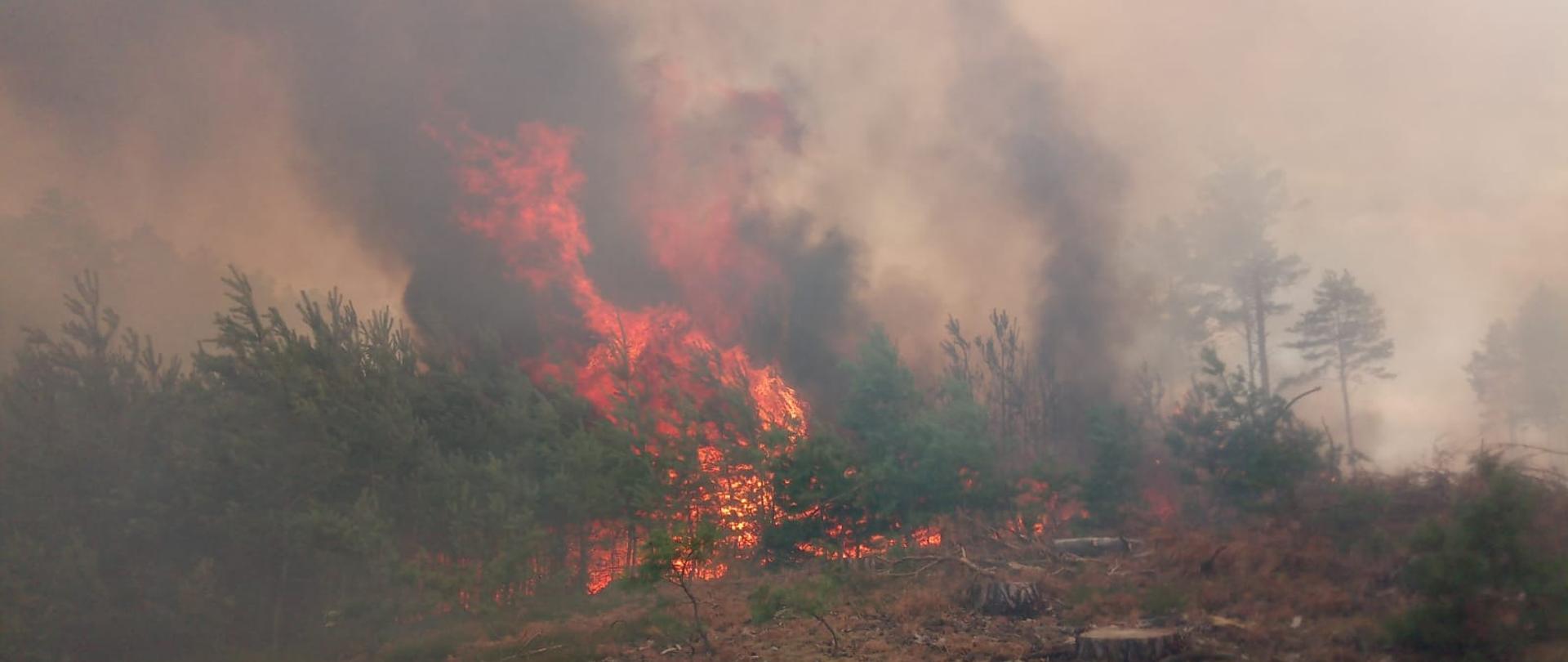 Pożar młodnika. Duże zadymienie.