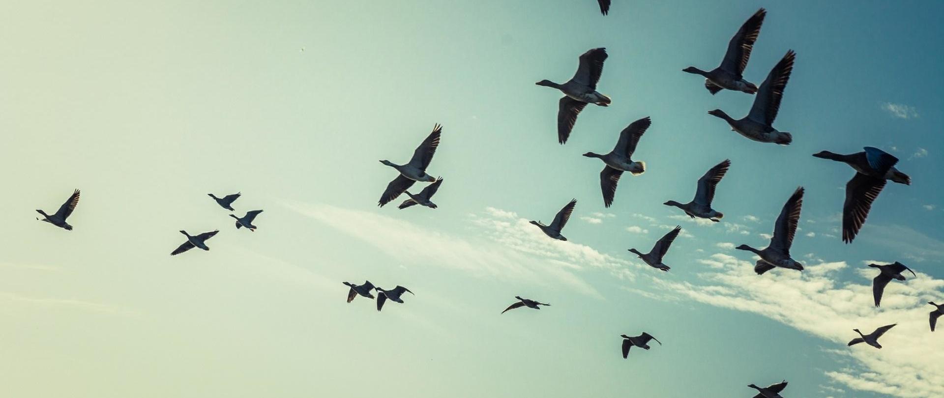 Światowy Dzień Ptaków Wędrownych