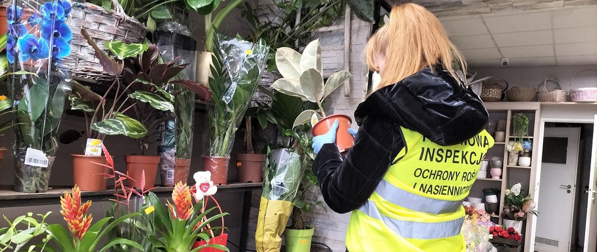 Pracownik Inspekcji Ochrony Roślin i Nasiennictwa przeprowadza kontrolę roślin w kwiaciarni. Sprawdza stan zdrowotny roślin doniczkowych, oceniając ich jakość i zgodność z wymogami fitosanitarnymi. W tle widać bogaty wybór roślin ozdobnych, a także akcesoria dekoracyjne