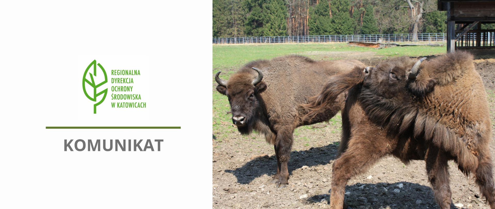 żubry i informacja o komunikacie