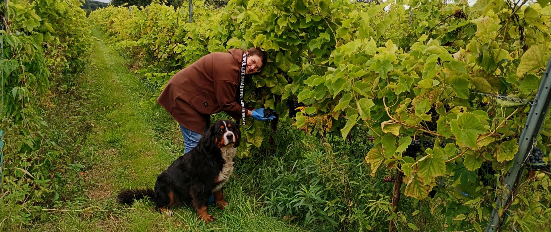 Inspektor kontrolujący uprawę winorośli z towarzyszącym psem właściciela
