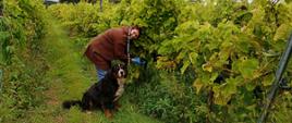 Inspektor kontrolujący uprawę winorośli z towarzyszącym psem właściciela