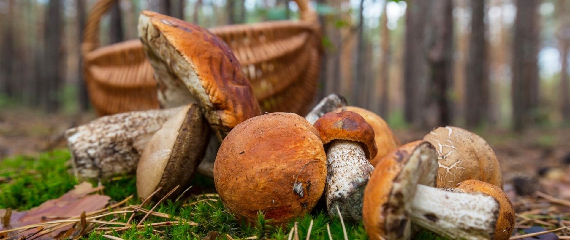 Profilaktyka zatruć grzybami