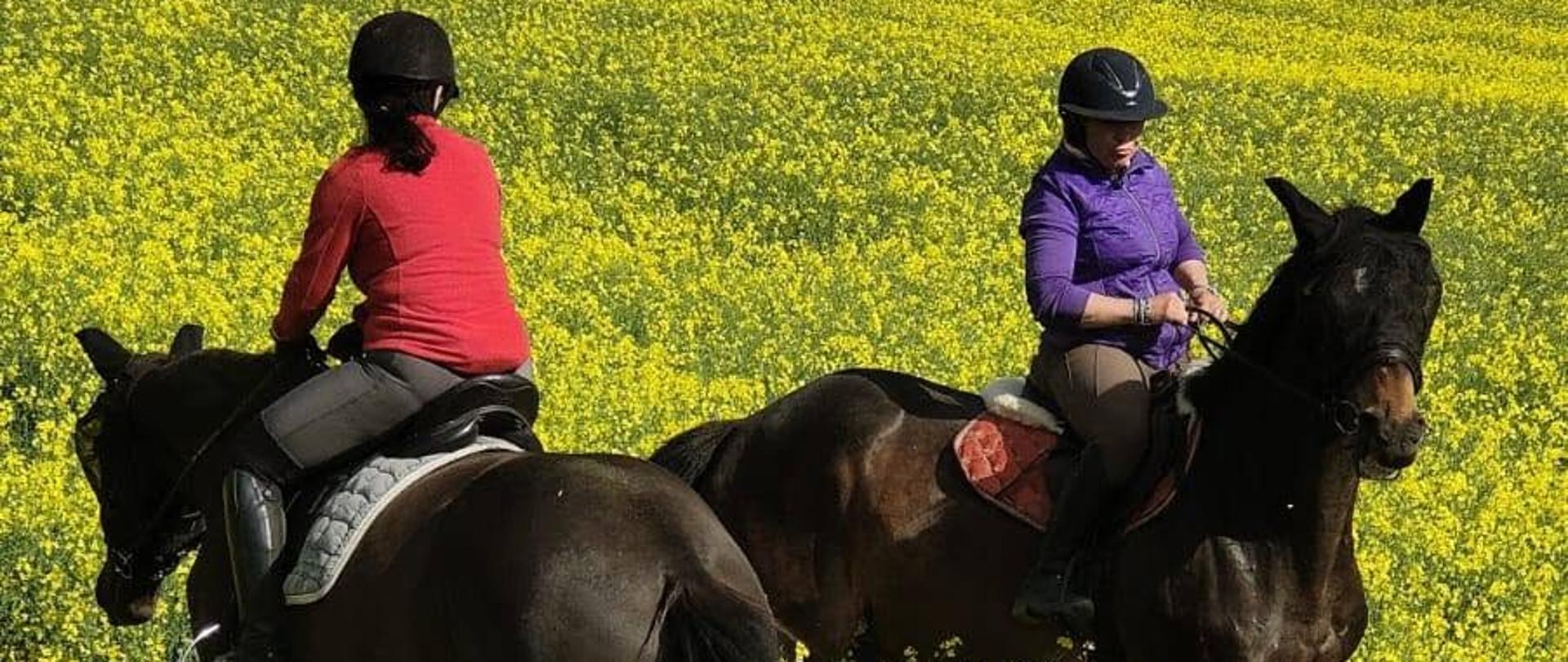 Dewa i Warmia – nasze piękne klacze!