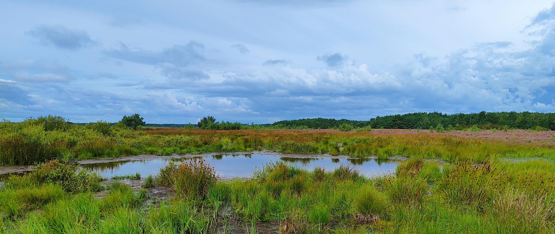 Widok na obszar Natura 2000 Bielawa i Bory Bażynowe PLH220063