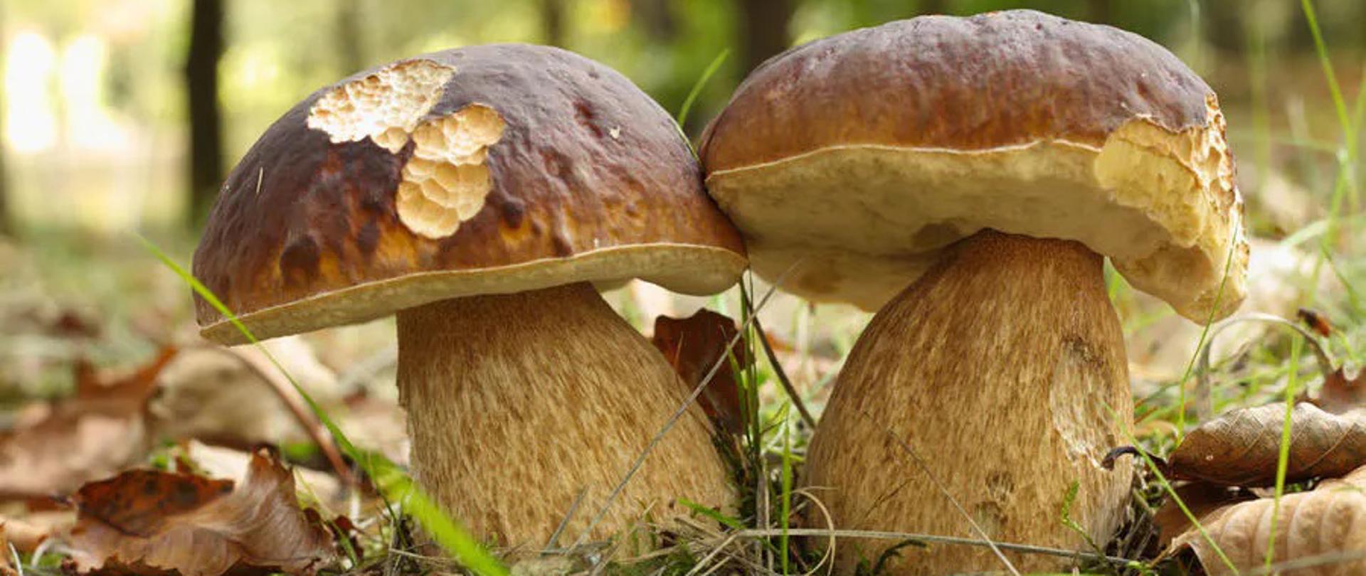 Bezpieczne grzybobranie