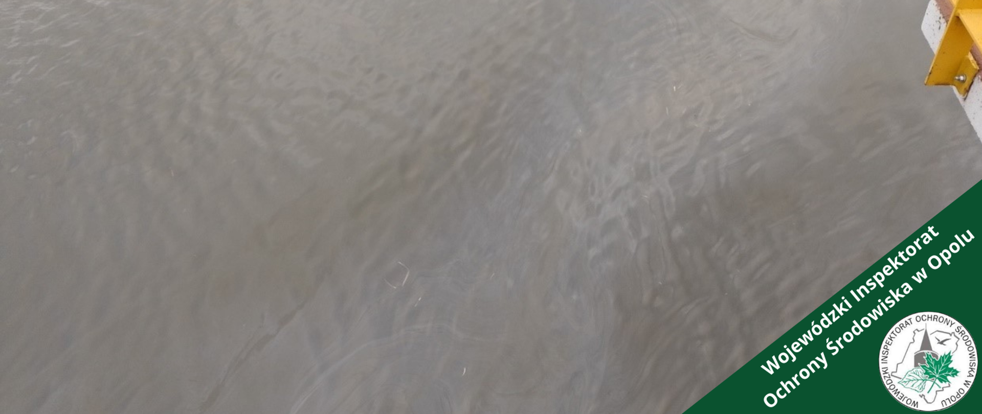 Charakterystyczny „film” na powierzchni rzeki Odry.