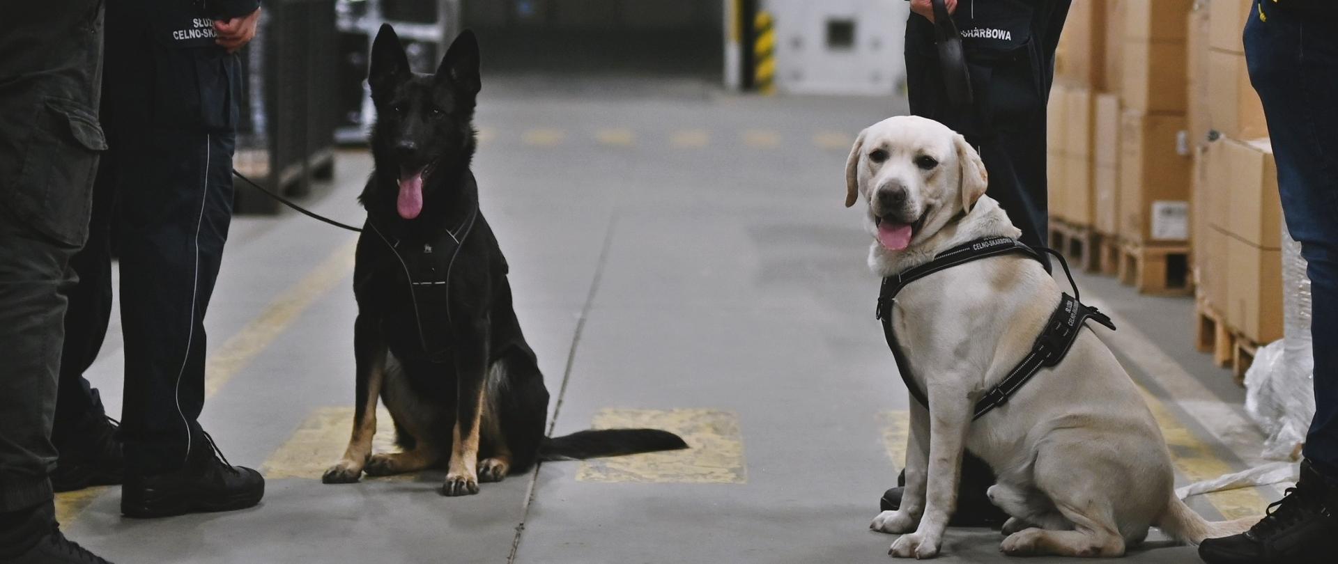 Psy służbowe, od lewej Prada, po prawej Ares w magazynie.