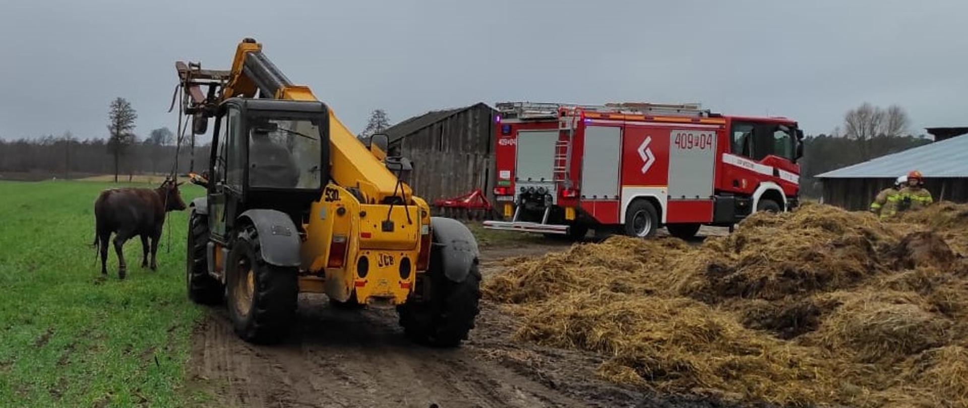 Zdjęcie przedstawia uratowana krowę, ładowarkę teleskopową, wozy strażackie i strażaków, którzy uratowali krowę.
W tle pole i budynek inwentarski.
