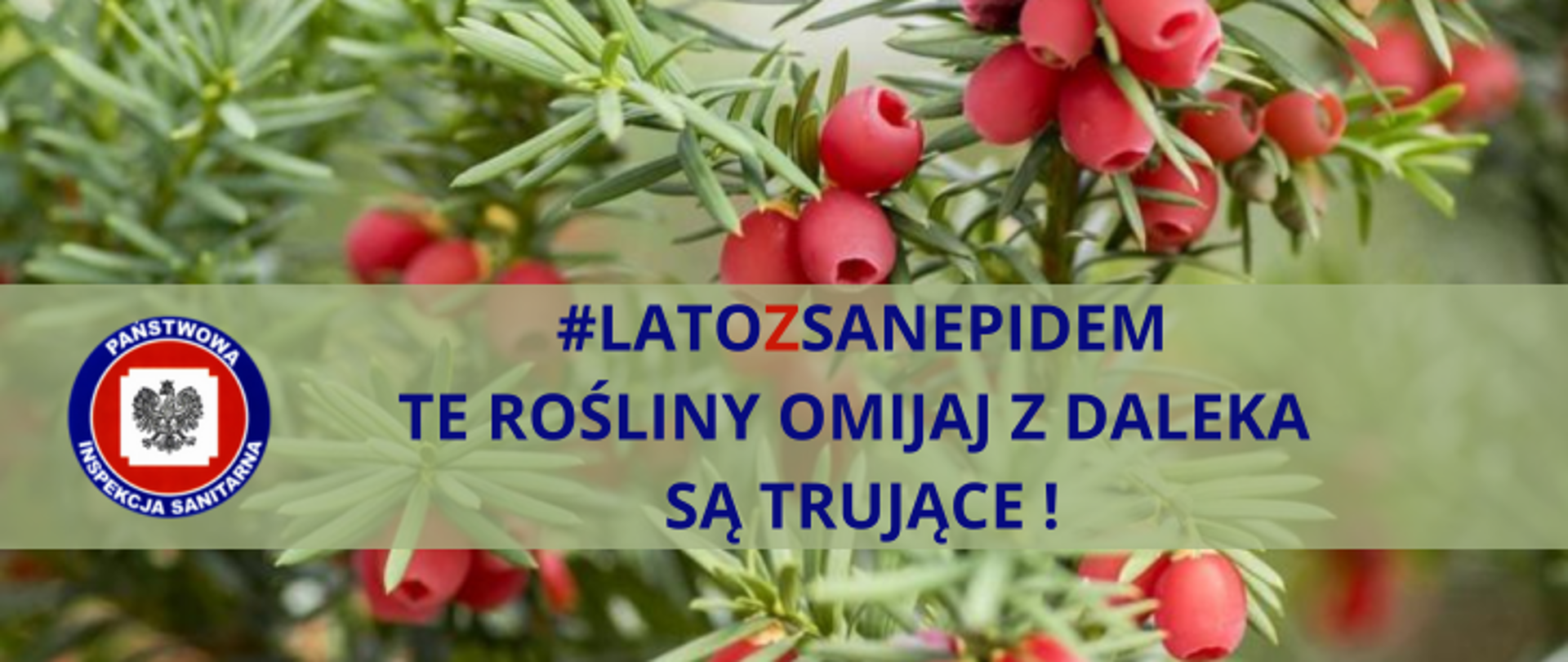 W tle widoczny cis. po lewej stronie grafiki logo Inspekcji Sanitarnej. W części środkowej opis #latozsanepidem Te rośliny omijaj z daleka, są trujące!